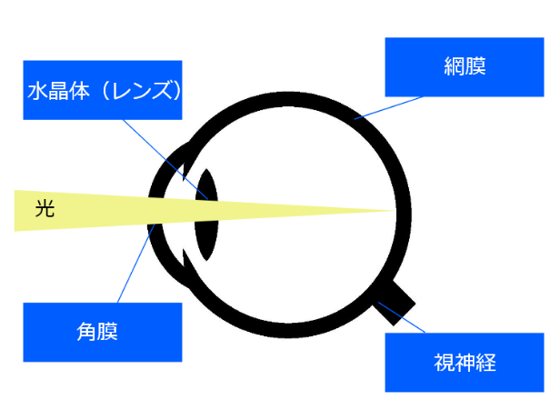 ブルーライト が目に悪い理由を学術的に解説します グリーンユーティリティー